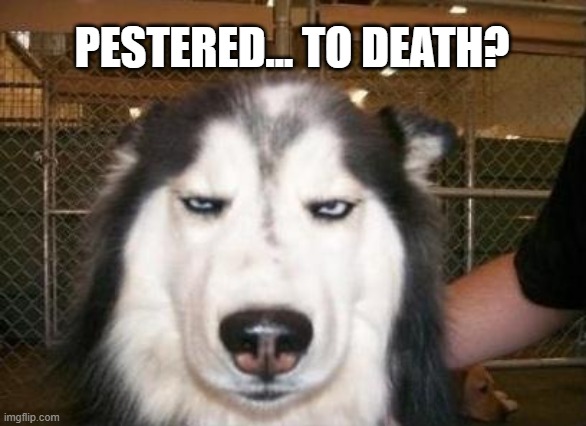 Meme of a very skeptical looking husky, with the text "Pestered... to death?"